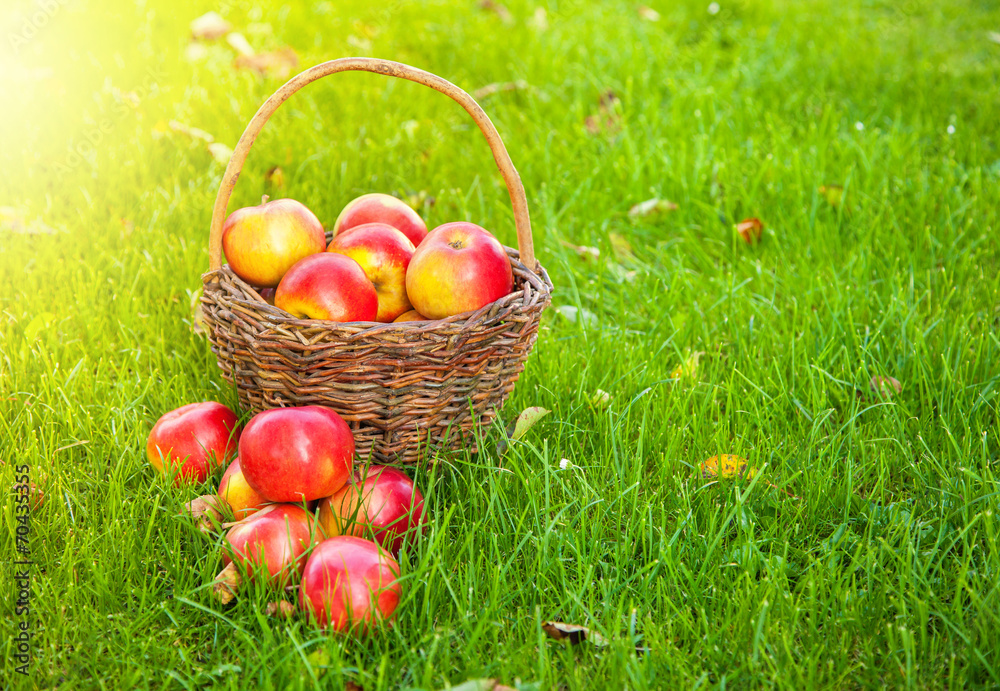 Basket with fresh apples in grass