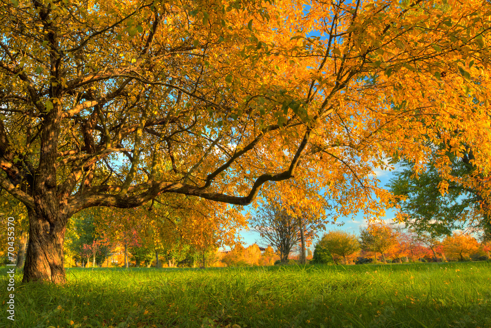 Beautiful autumn tree with fallen dry leaves