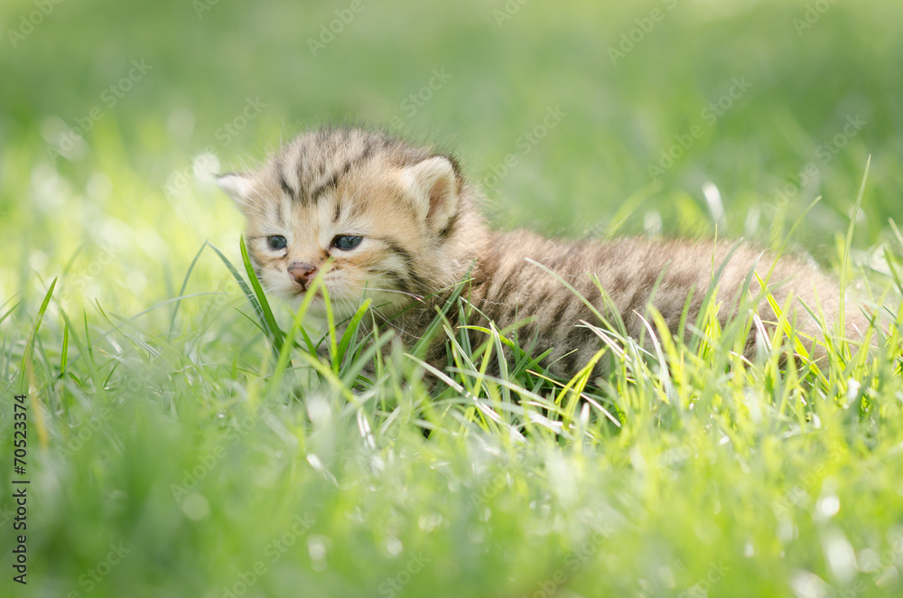 可爱的新生小猫，草地上的美国短发