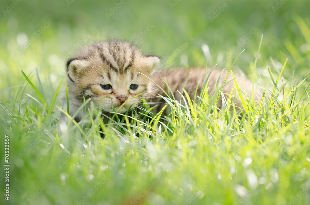 可爱的新生小猫，草地上的美国短发