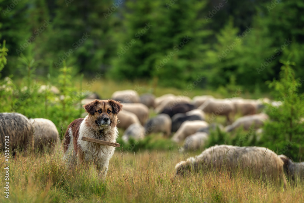 shepherd