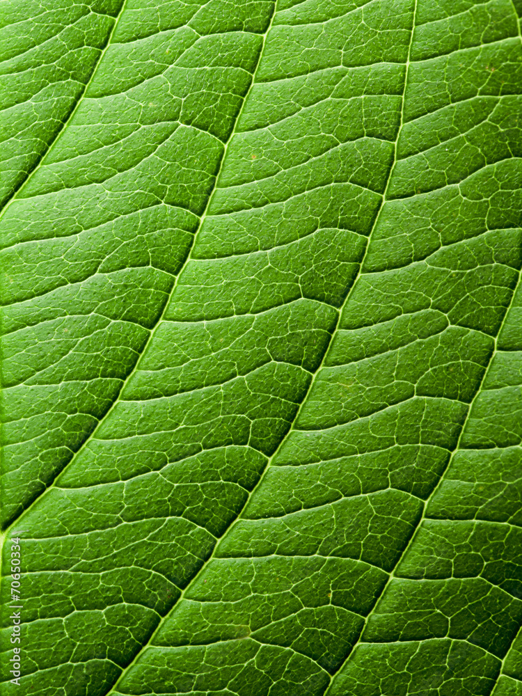 leaf