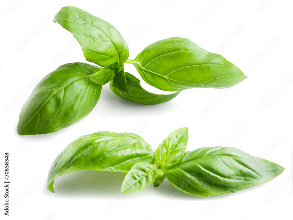 Basil leaves isolated on white background