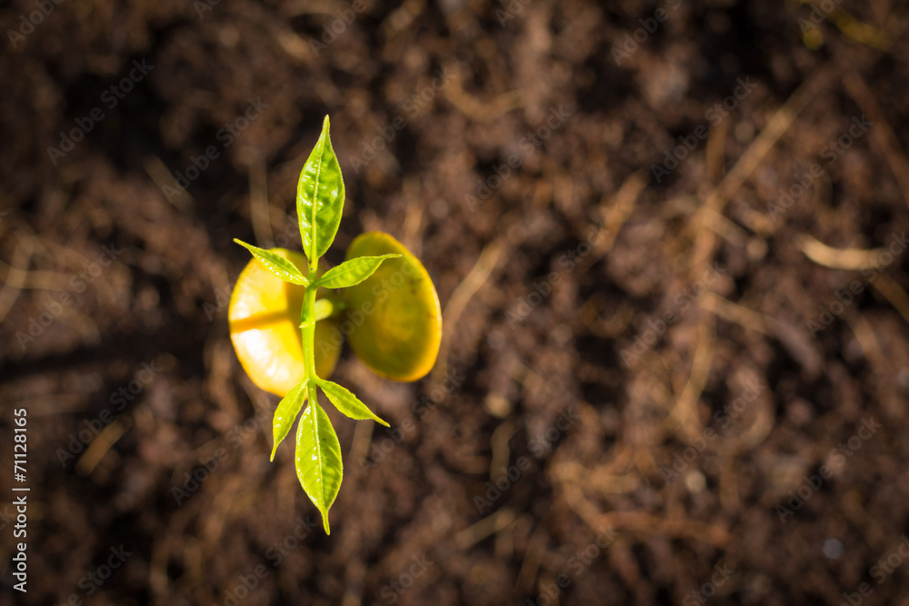 seedling and growing