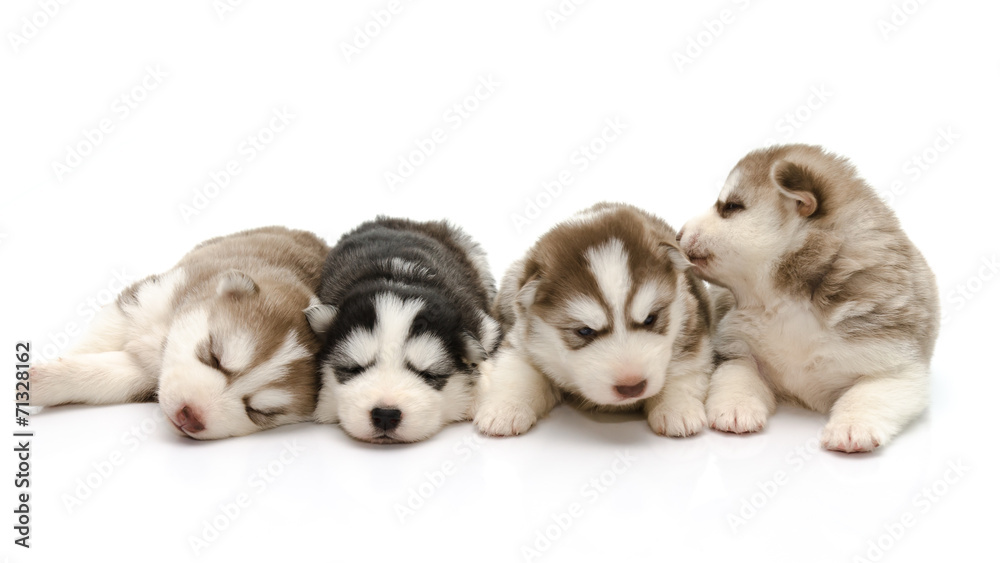 Cute puppies siberian husky sleeping on white background