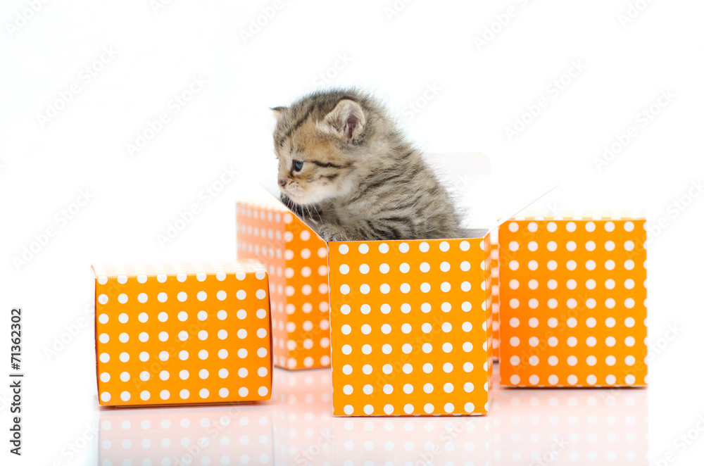 Cute tabby kitten in orange polka dot box on white background