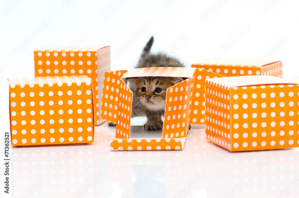 Cute tabby kitten in orange polka dot box on white background