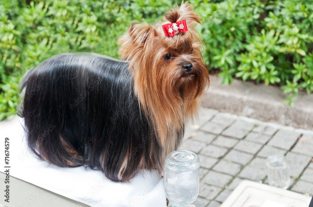 Lovely Yorkshire terrier