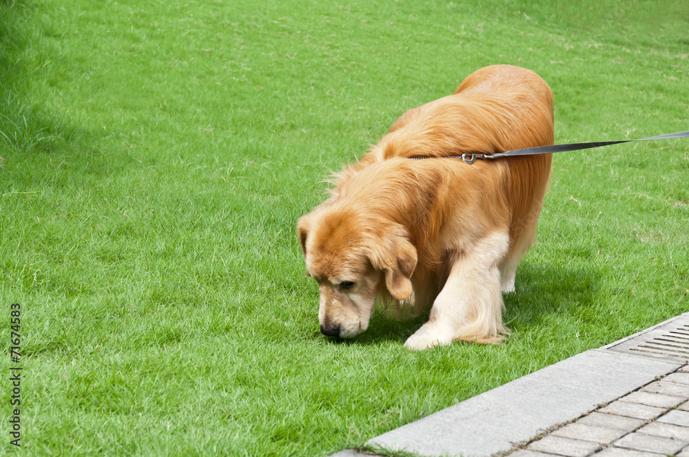 lawn  yellow golden retriever