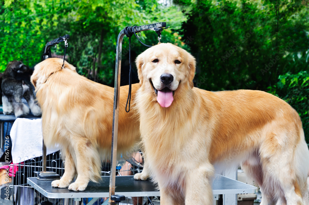 Beautiful yellow golden retriever