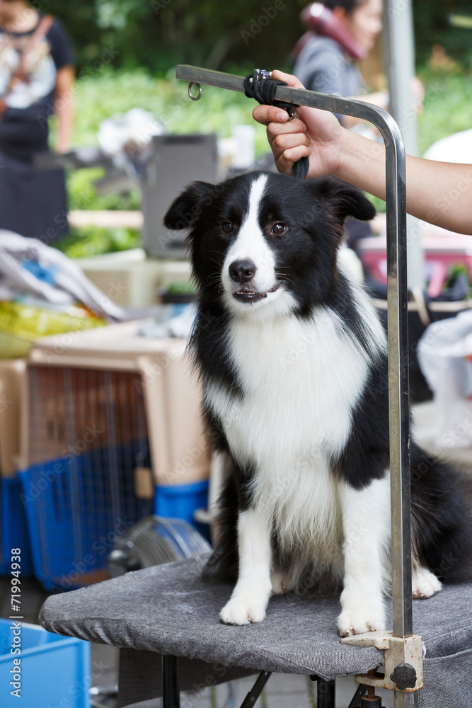 边境牧羊犬宠物市场