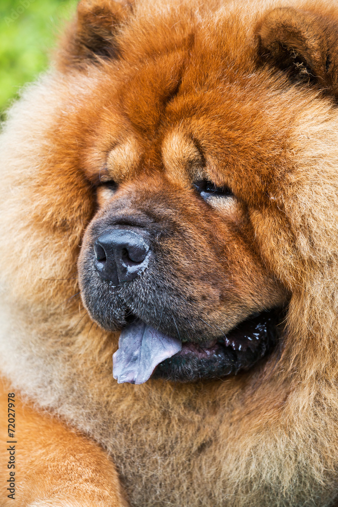 Brown chow chow dog close up