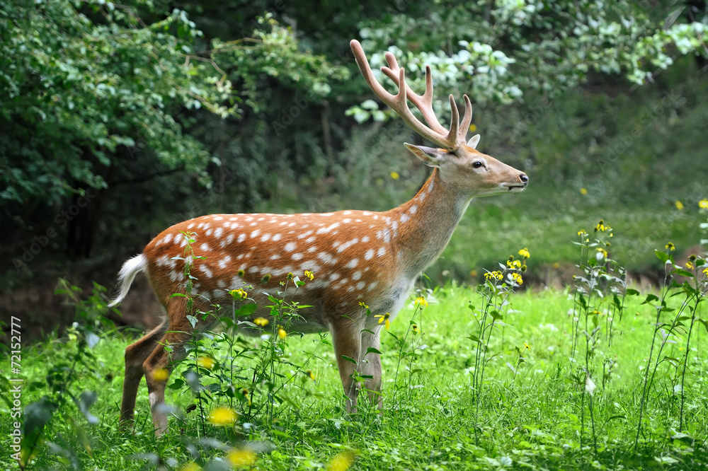 Whitetail Deer