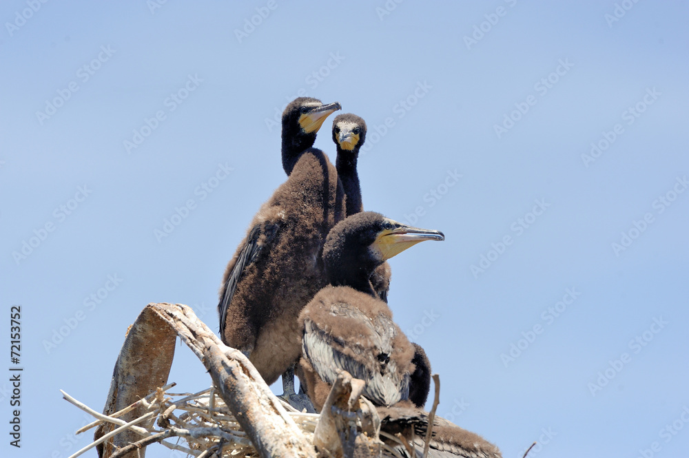 African darter