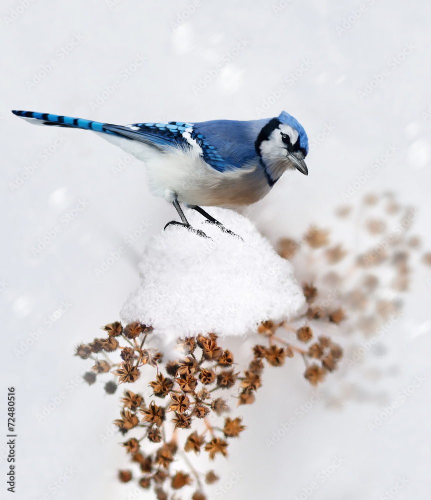 Blue Jay In Winter