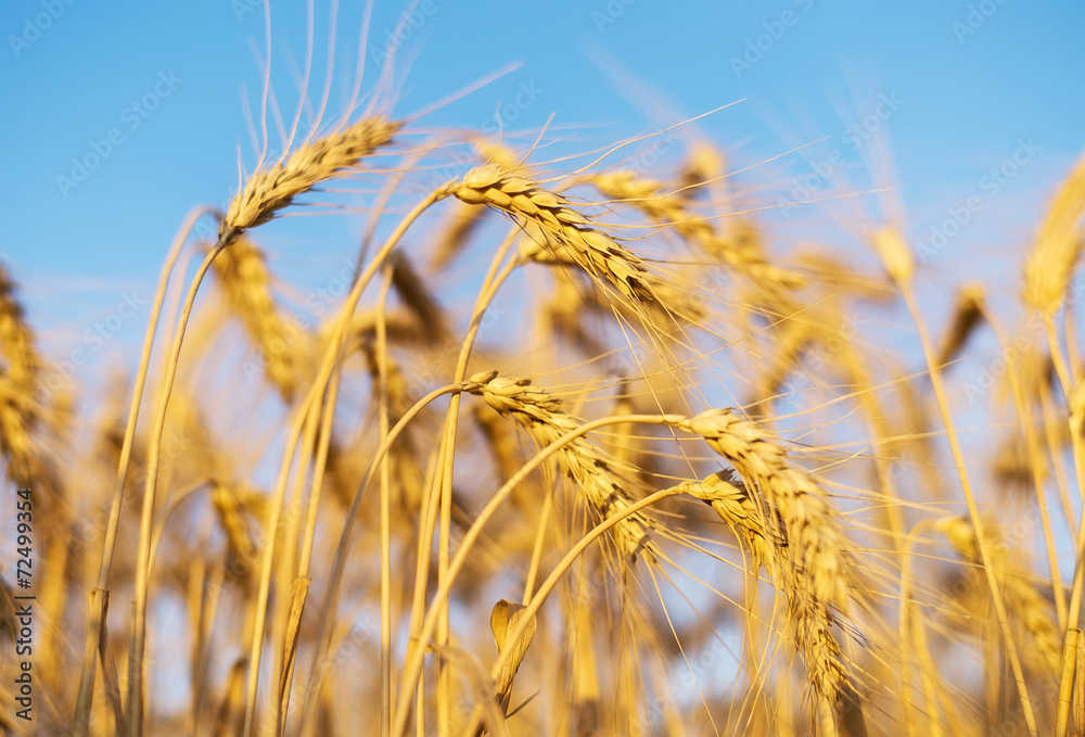 Ears on field. Agricultural composition