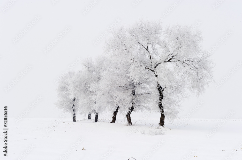 霜冻中的树木和蓝天下的雪中景观