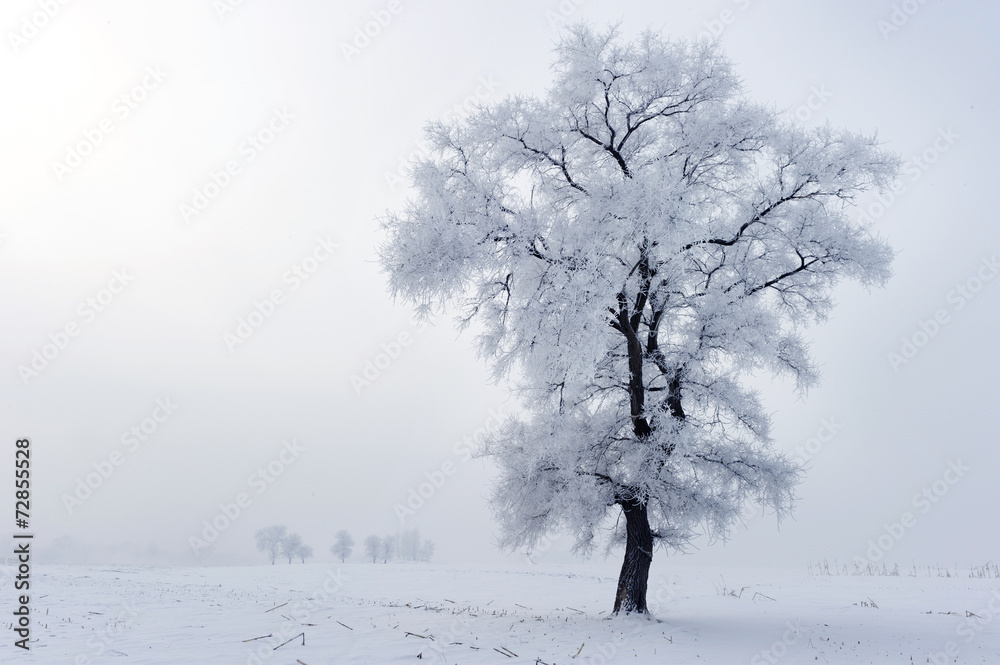 Trees in frost and landscape in snow against blue sky