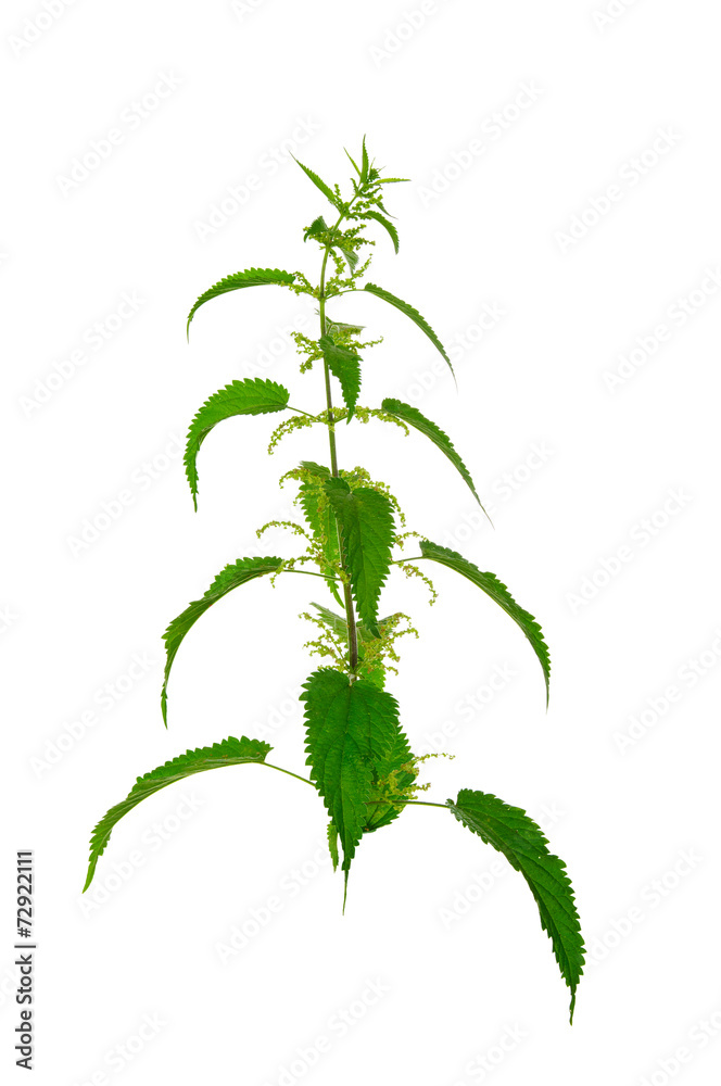 Nettle