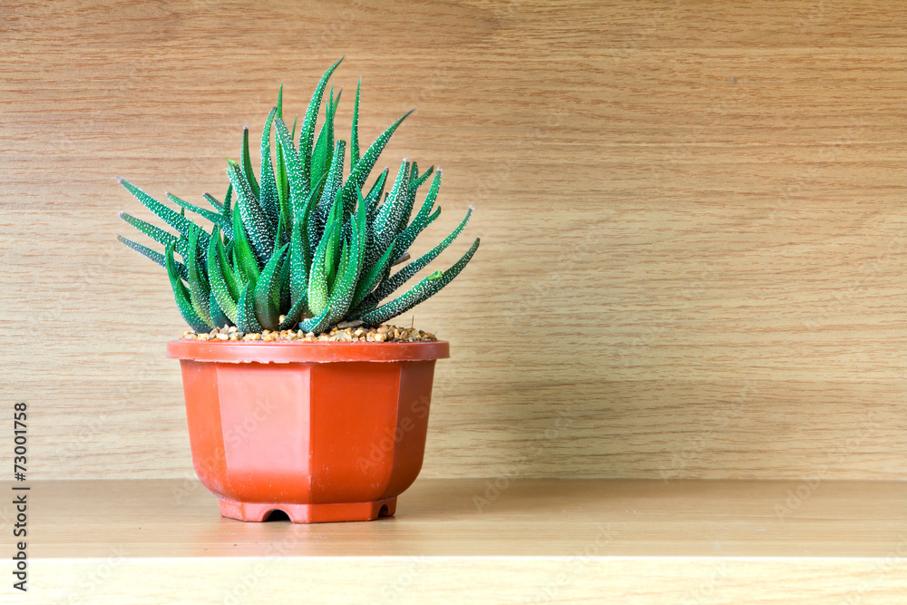 Haworthia Fasciata，木质架子上的多肉植物