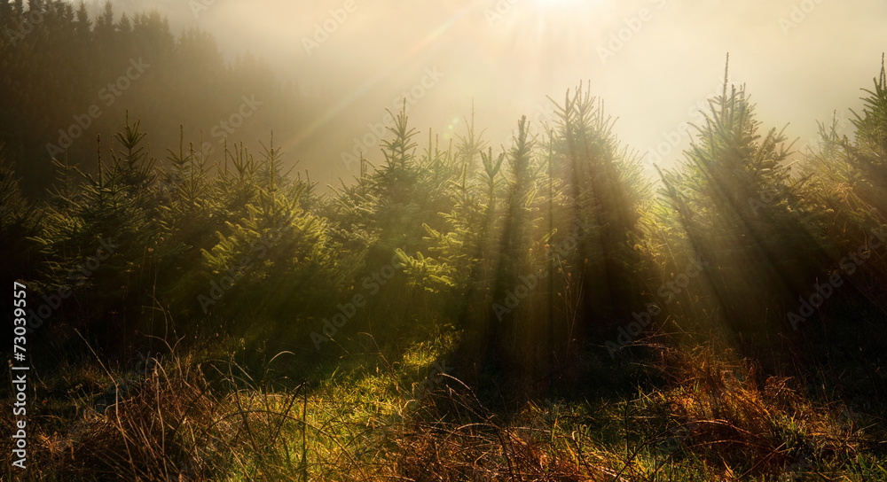 Tannenbäume in verträumter Lichtstimmung