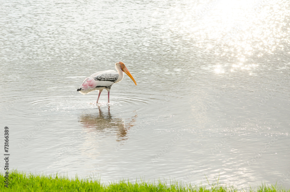 Painted Stork walking