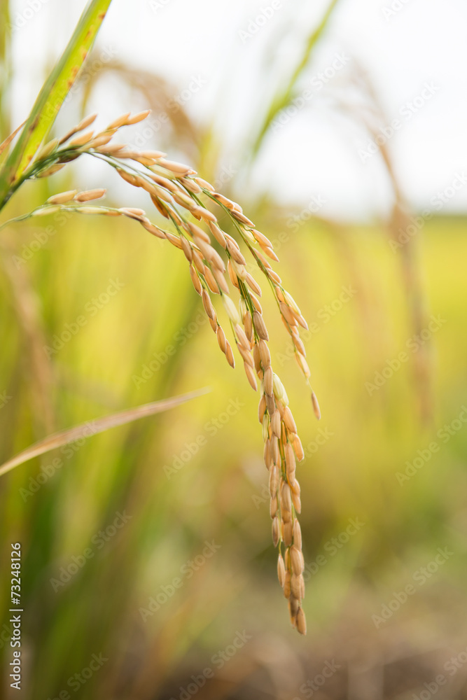 rice field in thailand