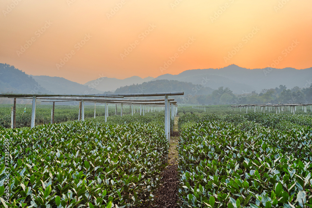 tea plant garden in rural area