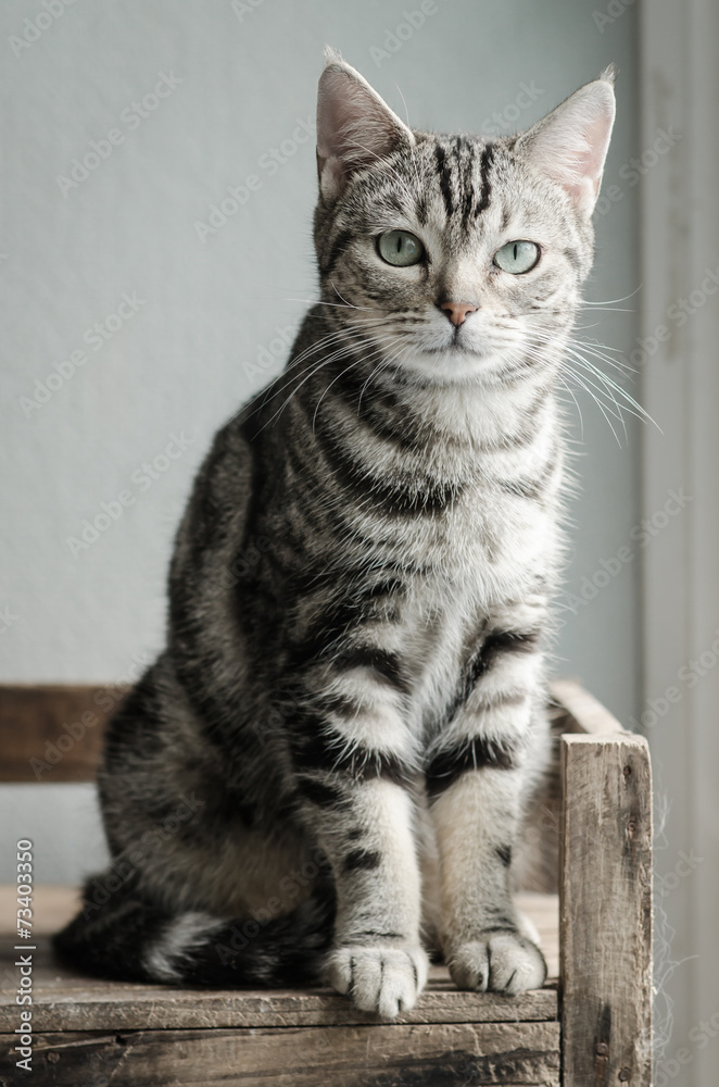 Cute tabby cat sitting and looking