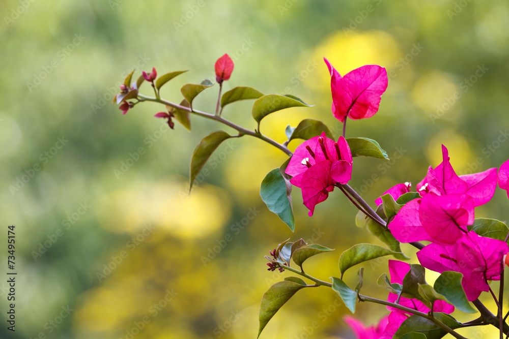 Beautiful bougainvillea flowers bloom in autumn.