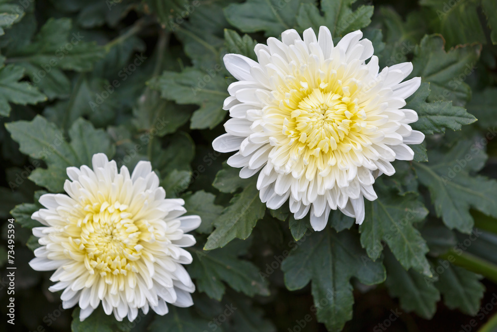 Beautiful Chrysanthemums bloom in the autumn.