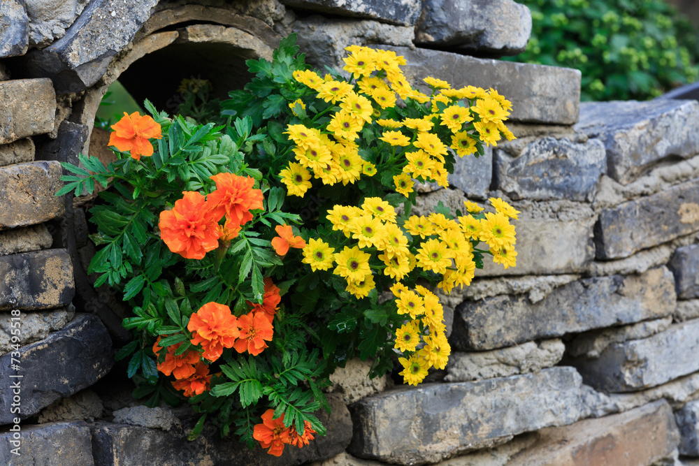 Beautiful Chrysanthemums bloom in the garden