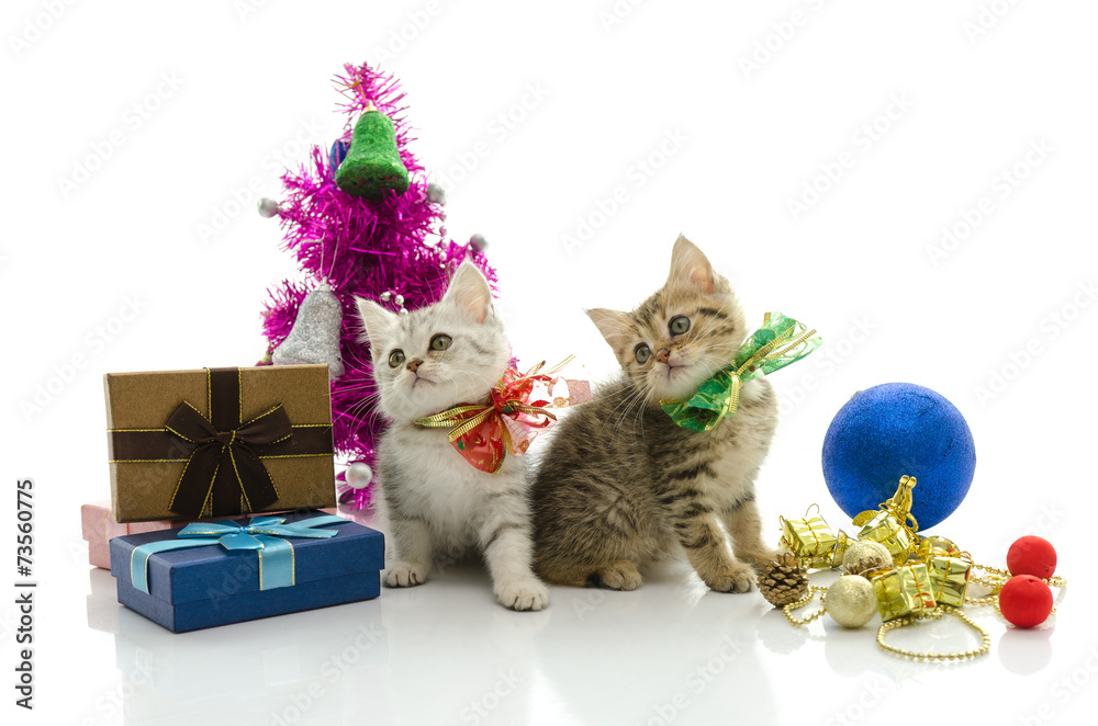 Cute tabby kitten with present