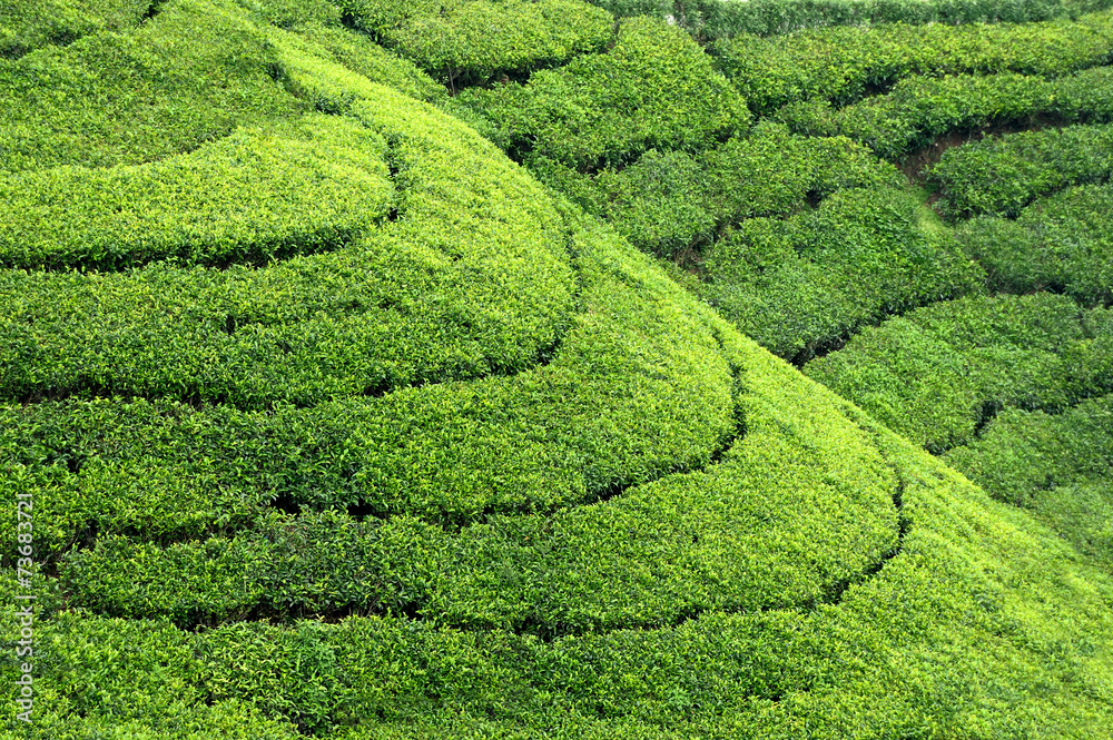 茶园高地