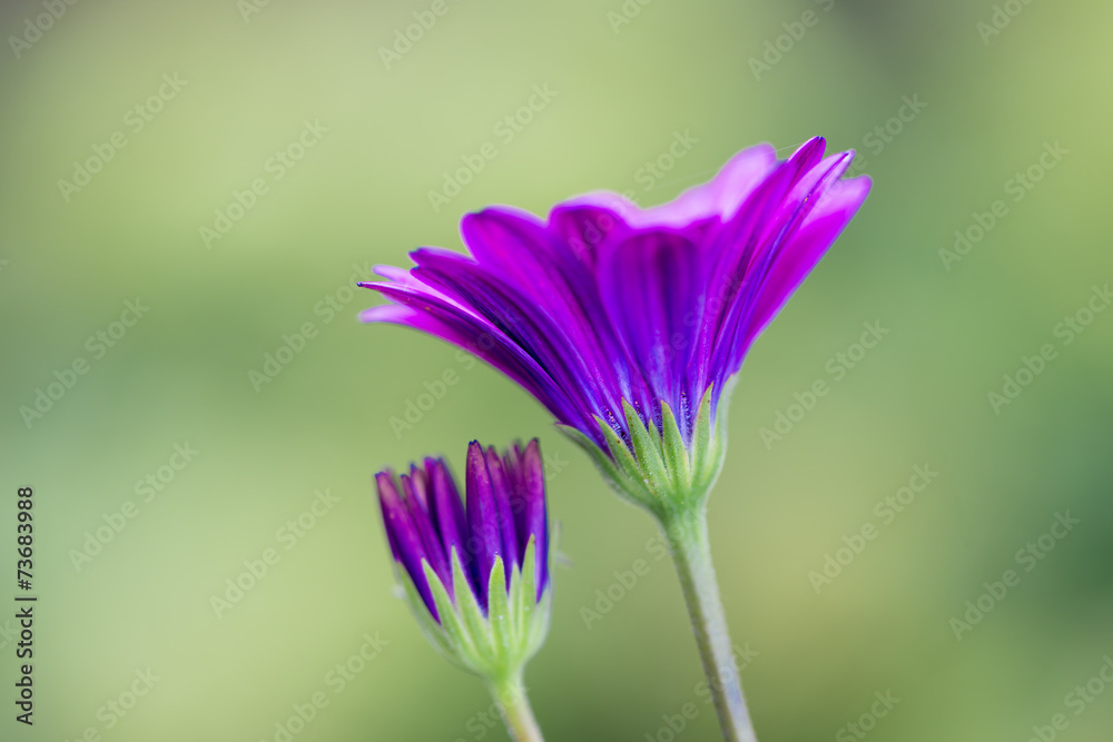 特写非洲雏菊花（Osteospermum ecklonis）