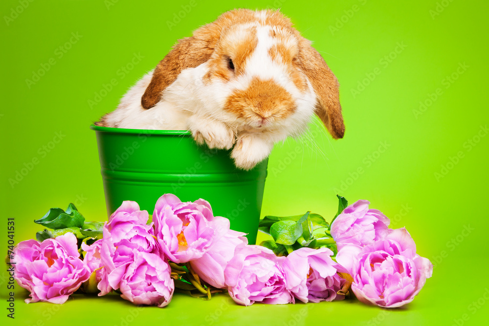 Cute bunny with pink flowers sits inside the pot