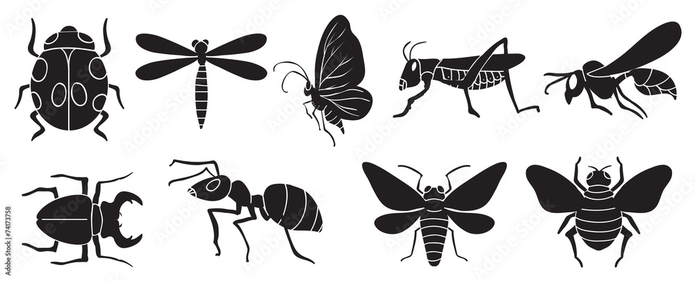 A group of insects