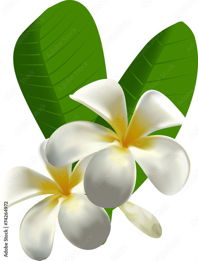 Frangipani