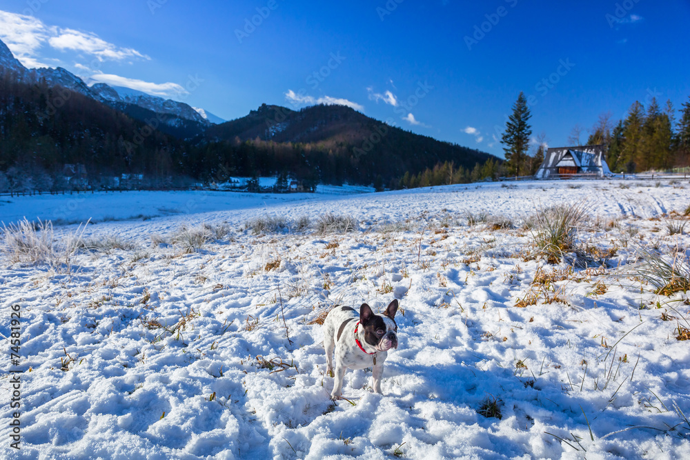 雪谷上的法国斗牛犬画像