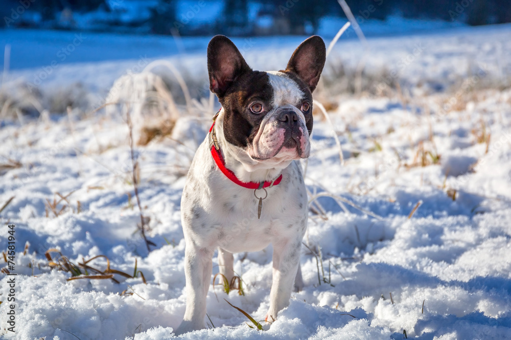 雪谷上的法国斗牛犬画像