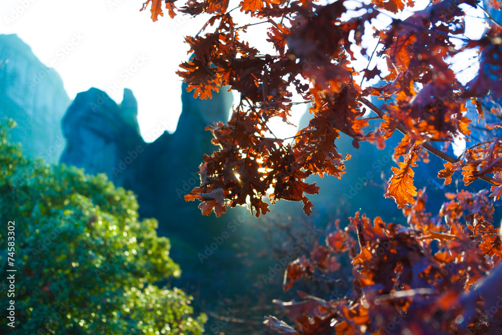 美丽的希腊梅泰拉树叶近景