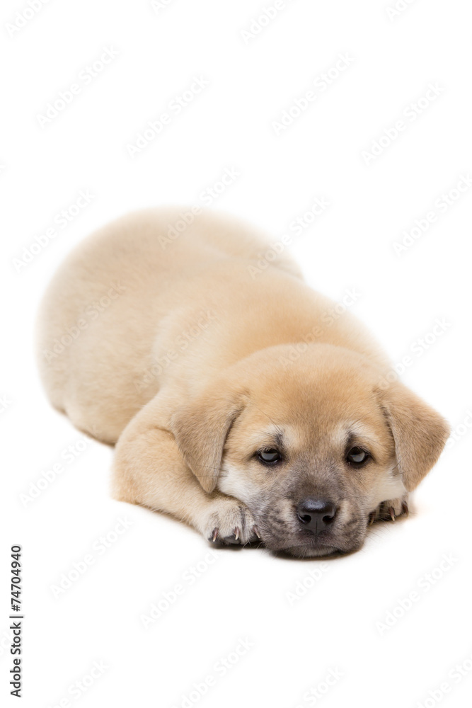 Puppy laying on the floor