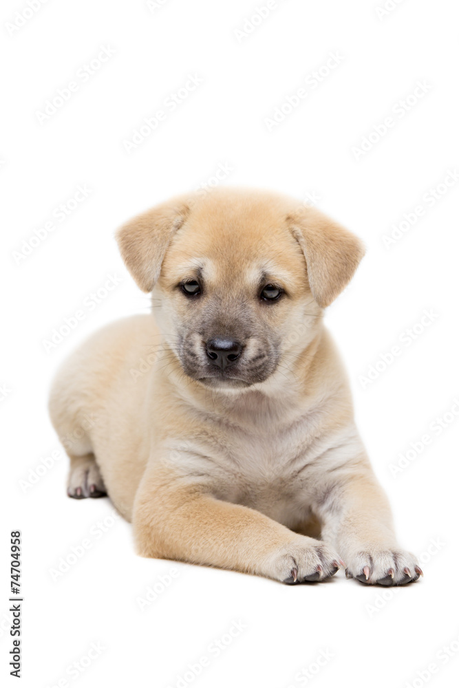 Puppy laying on the floor