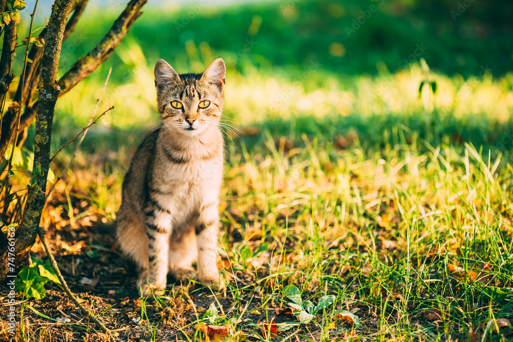 可爱的泰比灰猫小猫猫咪