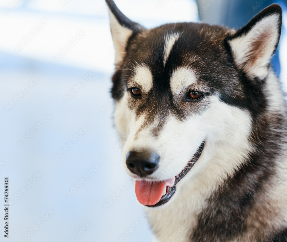 灰色西伯利亚成年哈士奇犬（西伯利亚哈士奇）