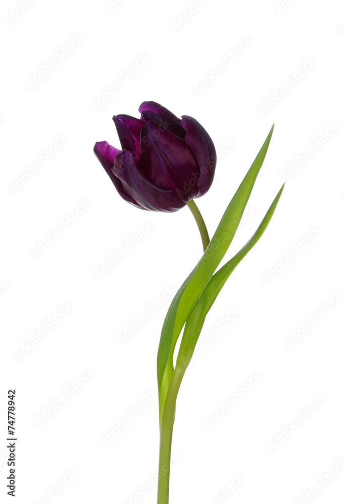 tulip