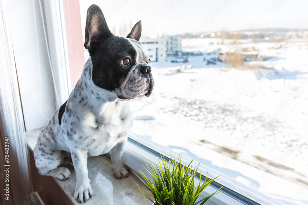 法国斗牛犬透过窗户看