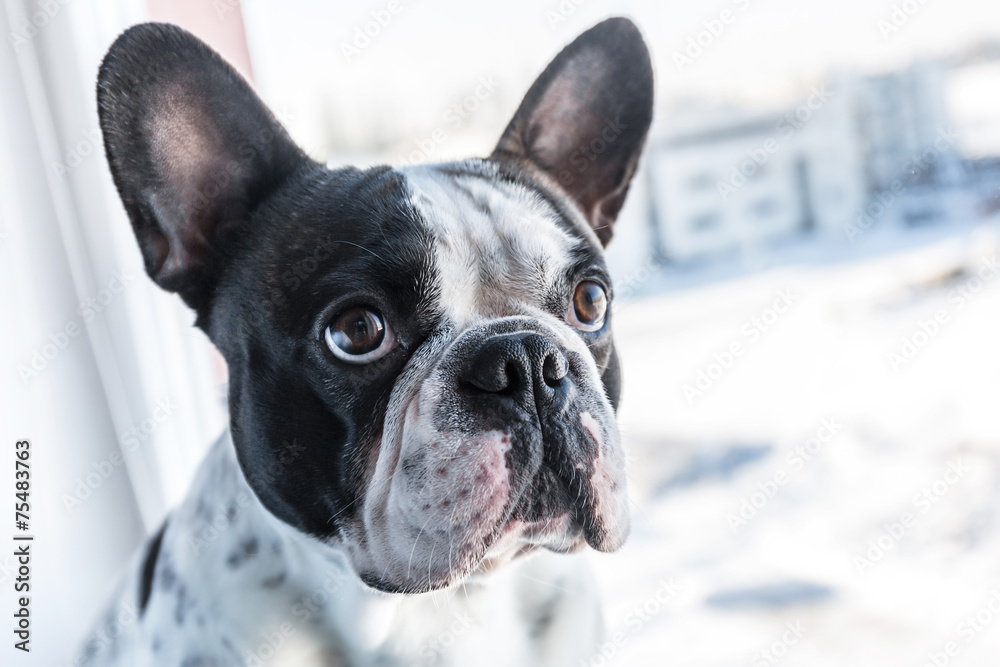 法国斗牛犬透过窗户看