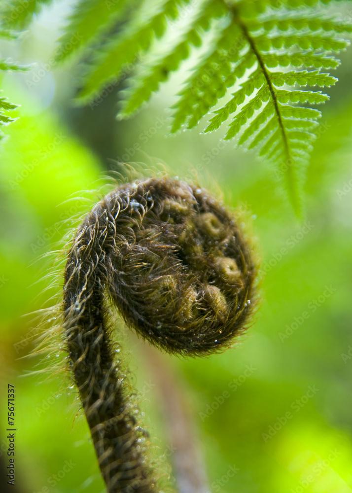 特写植物——异国热带植物