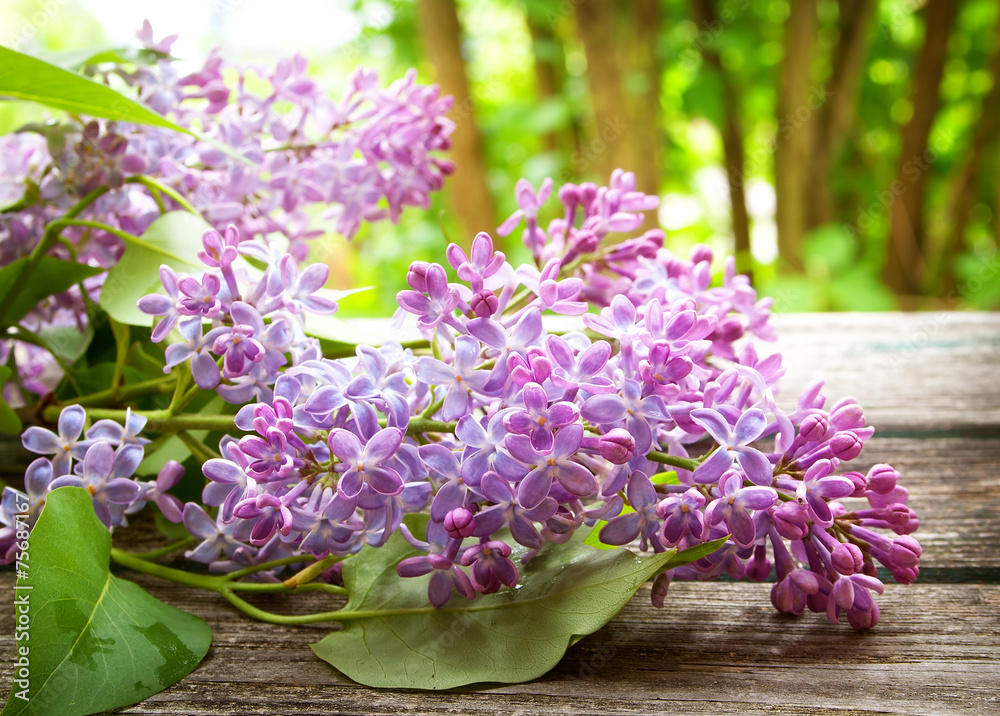 木背景上的丁香花